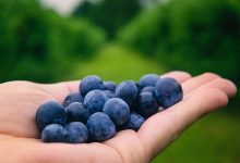 「黑芝麻蓝莓优格饮」强化免疫力 多种营养素一次满足-资源分享网