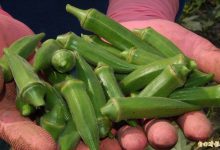秋葵钙含量不输牛奶! 汆烫食用前先做「这件事」-资源分享网