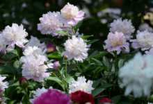 芍药种植方法和时间是农历还是阳历-资源分享网