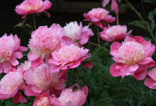 芍药为什么叫鬼花-资源分享网