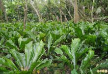 生命力旺盛! 农委会分享8种常见野菜-资源分享网