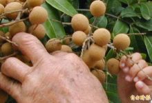 不是越酸维生素C含量越高！营养师列排行榜「这食物想不到吧」-资源分享网