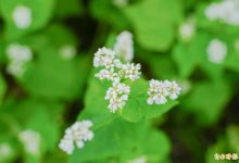 你分得出来吗？荞麦有甜荞、苦荞 好处用途多多-资源分享网