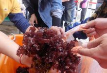 膳食纤维9大好处！ 营养师分享高纤蔬菜排行榜-资源分享网