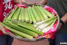 茭白笋有4大营养价值  营养师曝挑选、保存秘诀-资源分享网