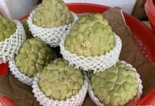 1颗释迦＝1.3碗饭！ 医：这些水果碳水近逼1碗白饭-资源分享网