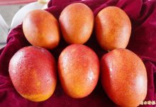 芒果何时吃？ 农粮署：后熟作用完最香甜-资源分享网