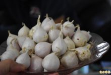 地瓜、大蒜发芽还能吃？ 国健署教保存诀窍不让食物萌芽-资源分享网