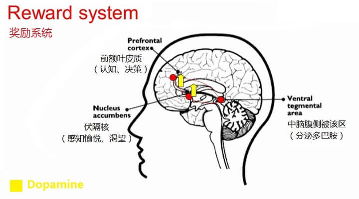 手机将影响体内的多巴胺和皮质醇